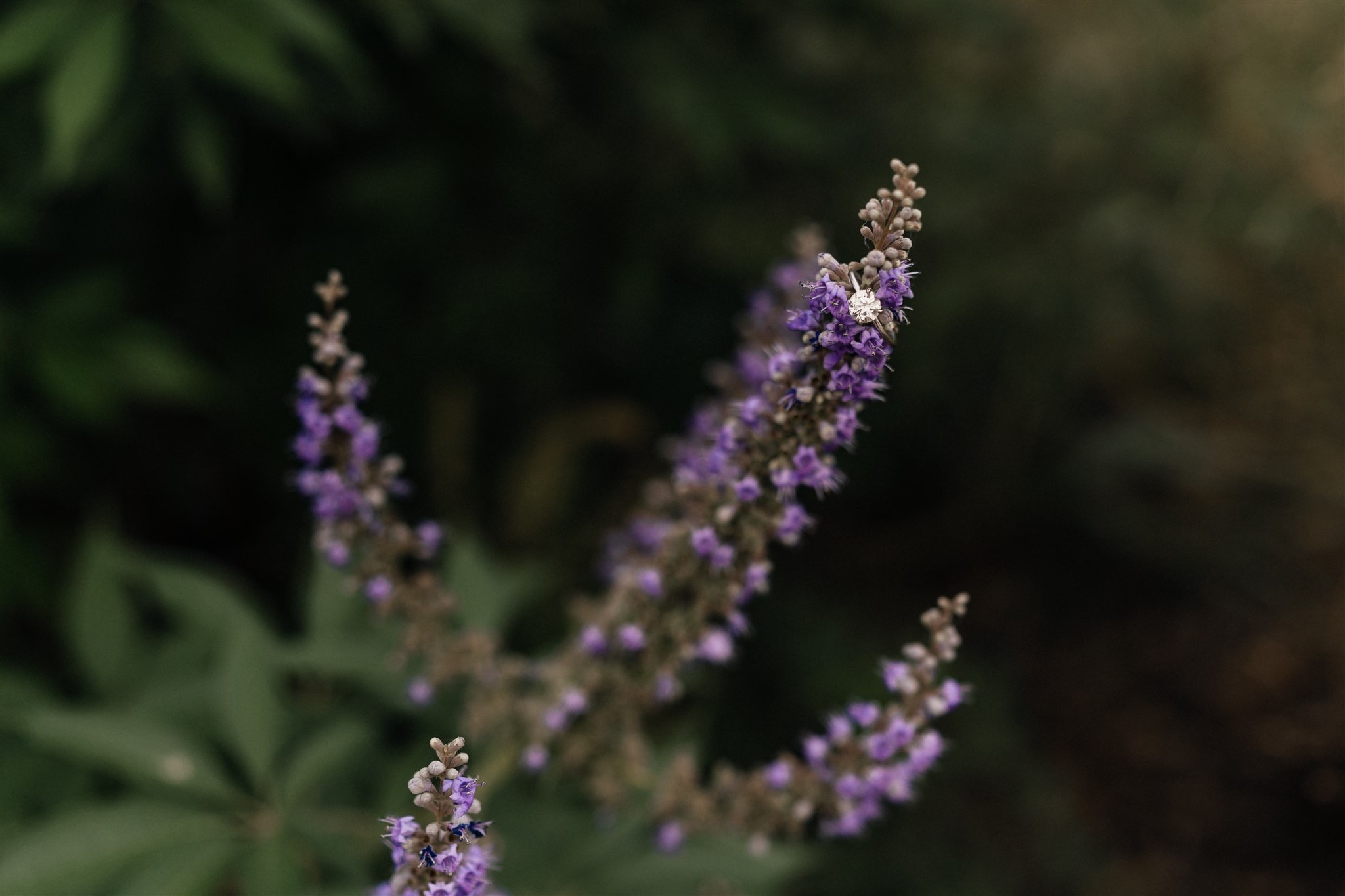 Close-up of engagement ring during proposal at Gathering Place Tulsa, Oklahoma.