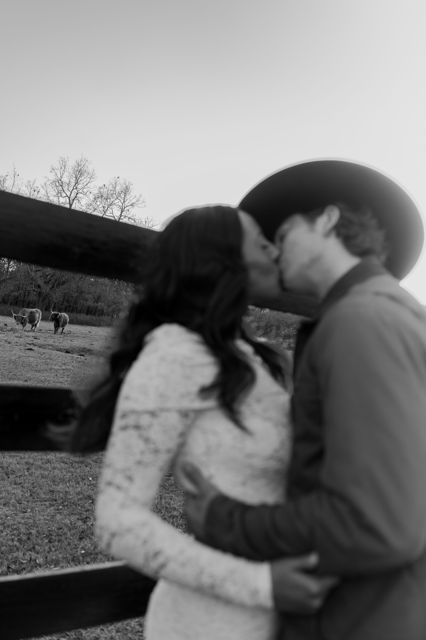 Silhouette of couple kissing with cows grazing in the background at sunset
